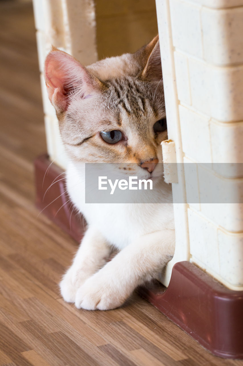 Close-up of cat sitting on wooden floor