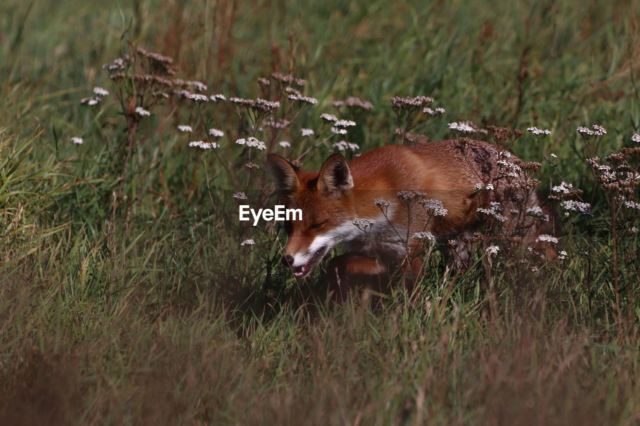 SIDE VIEW OF AN ANIMAL