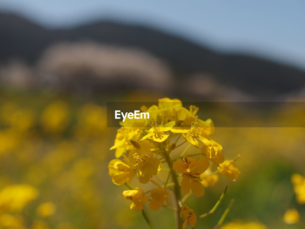 CLOSE-UP OF YELLOW FLOWER