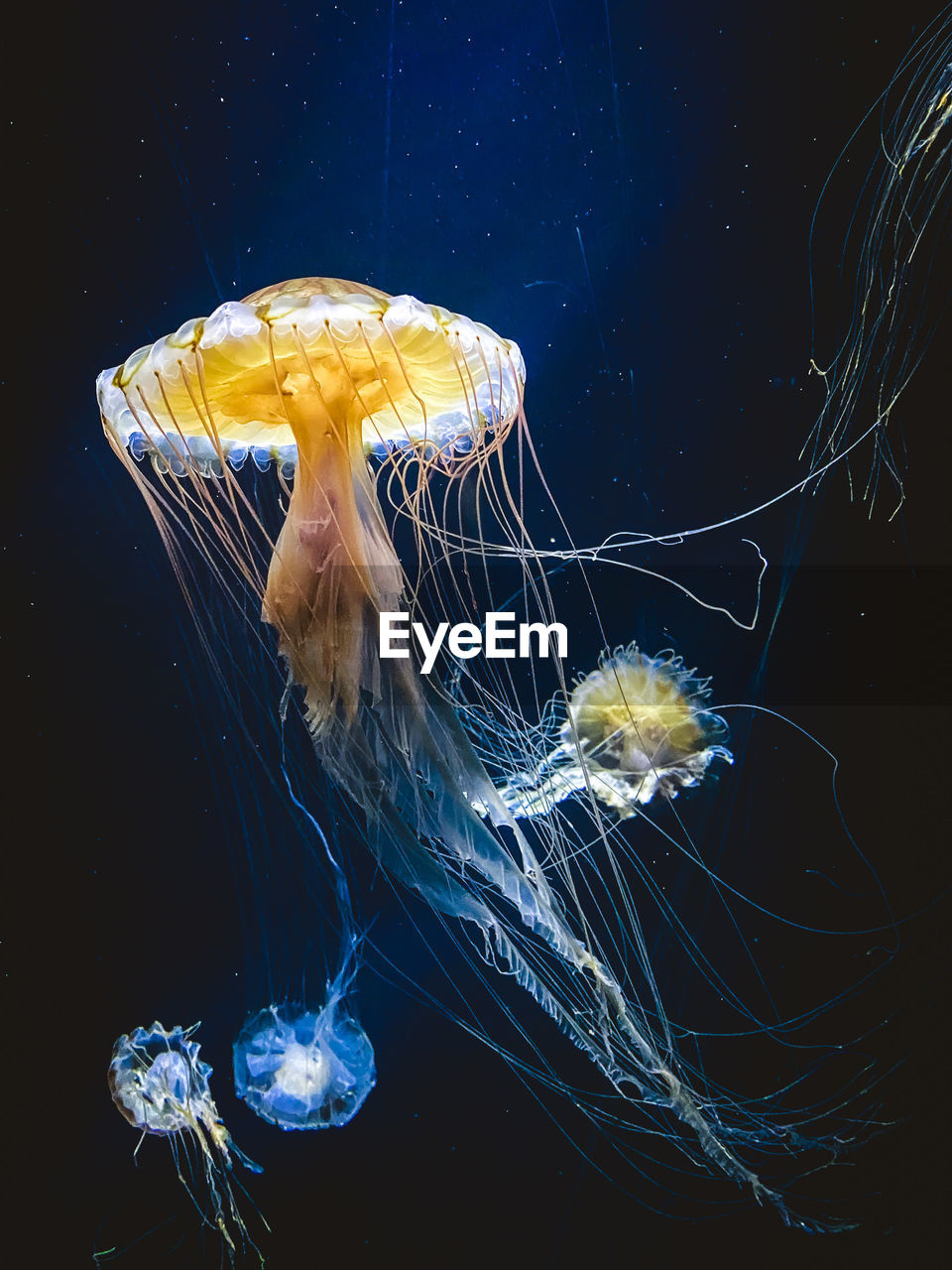 Close-up of jellyfish swimming in sea