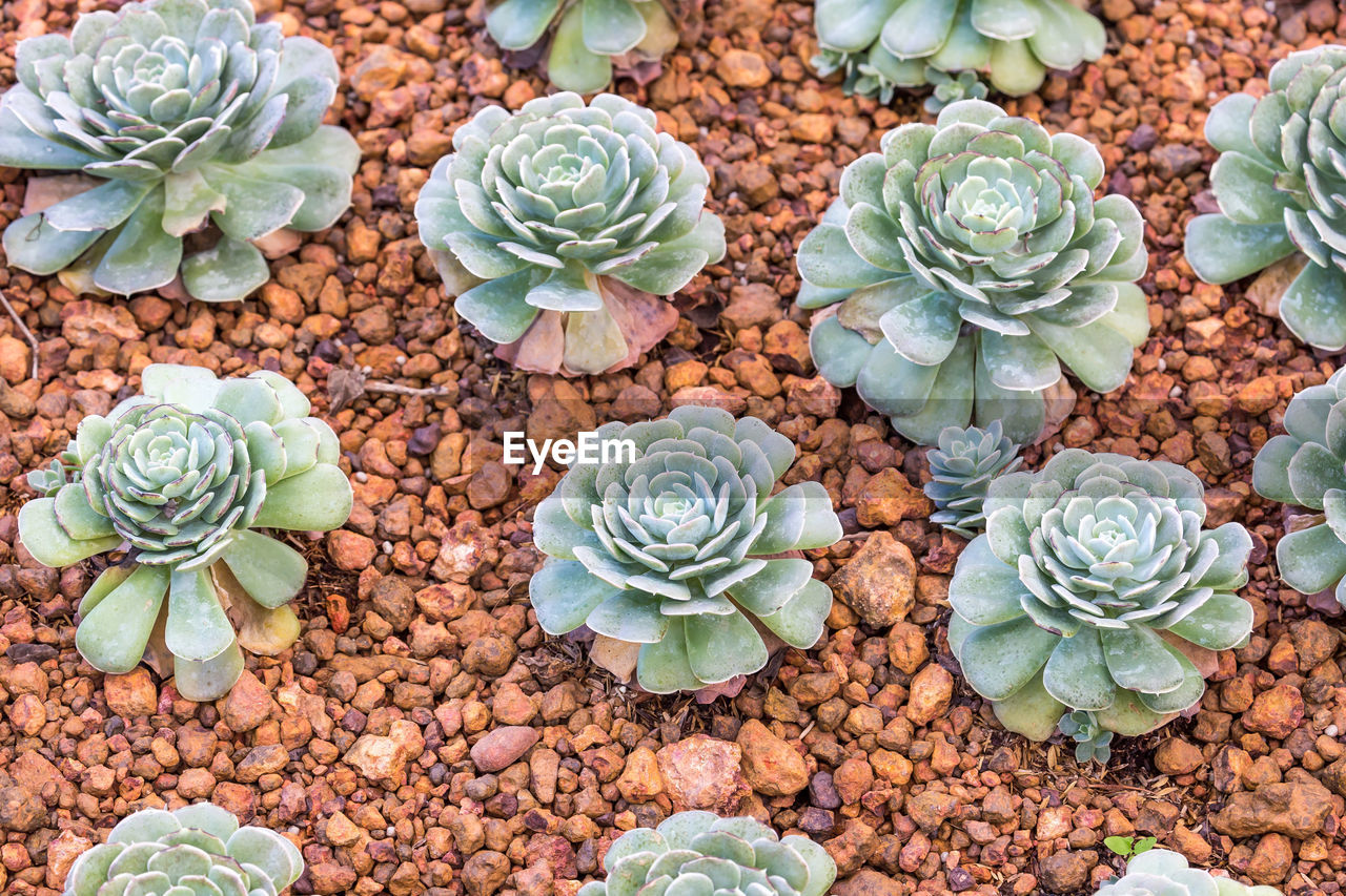HIGH ANGLE VIEW OF SUCCULENT PLANT GROWING IN FIELD