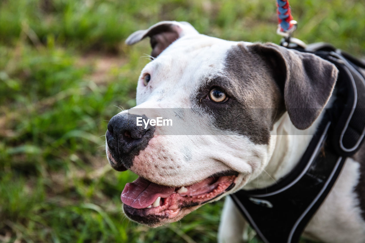 CLOSE-UP OF A DOG