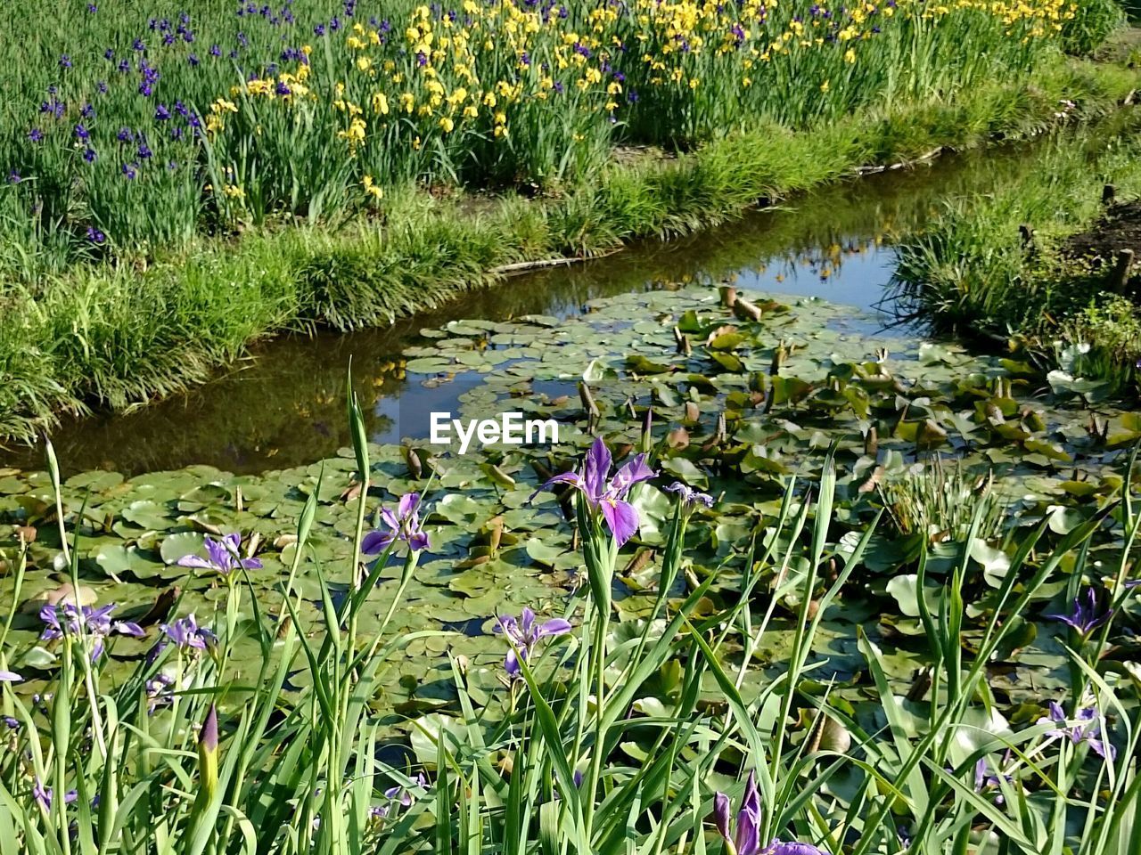 Flowers blooming in lake