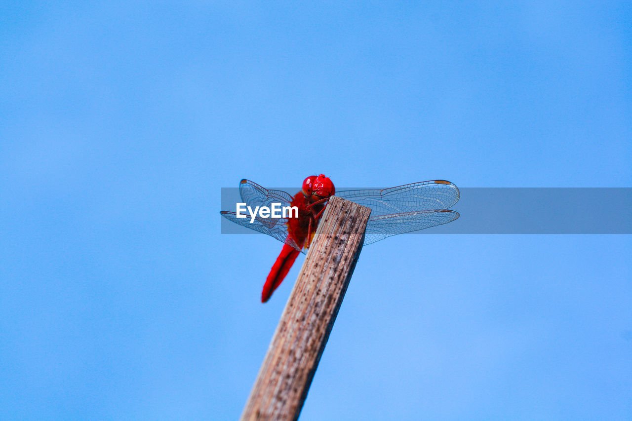 Low angle view of dragonfly