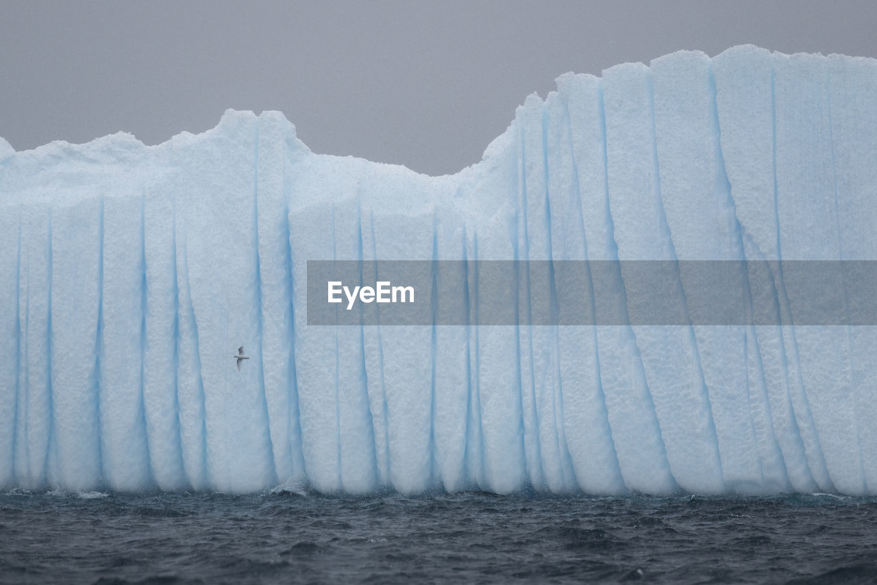 A snow petrel flying next to an iceberg in heavy snowfall outside brabant island, antarctica.