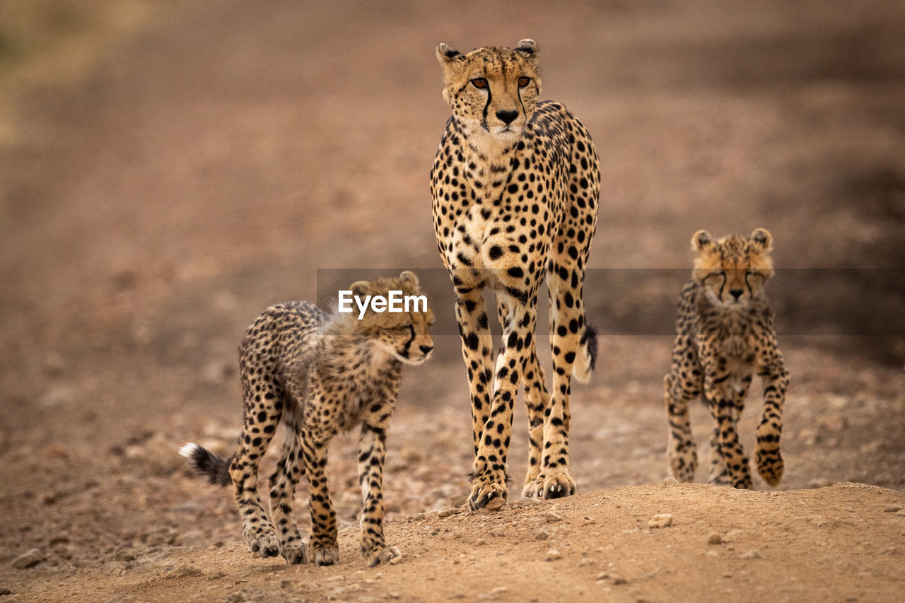 Cheetah standing with cubs on field