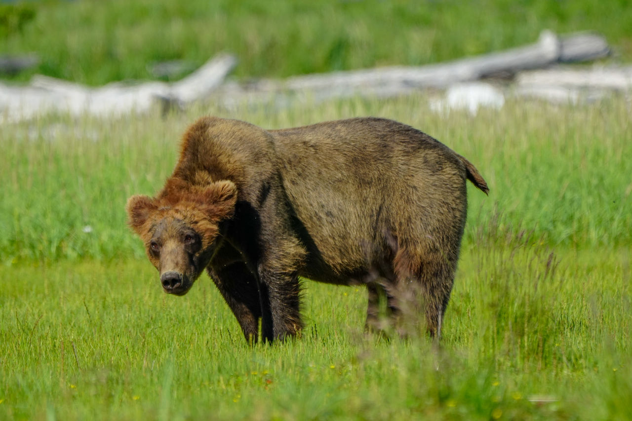 Brown bear standing in a field