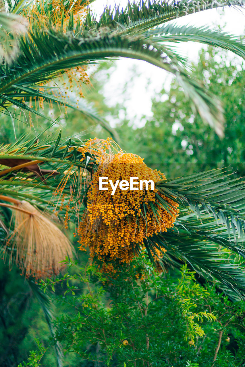 CLOSE-UP OF YELLOW FLOWERING PLANTS AND TREE