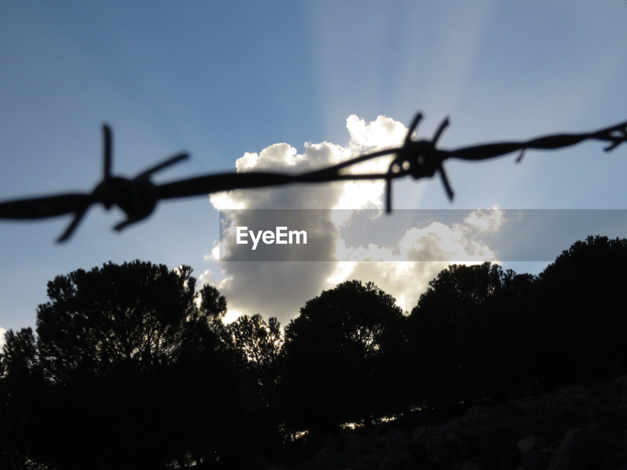 CLOSE-UP OF SILHOUETTE TREES AGAINST SKY