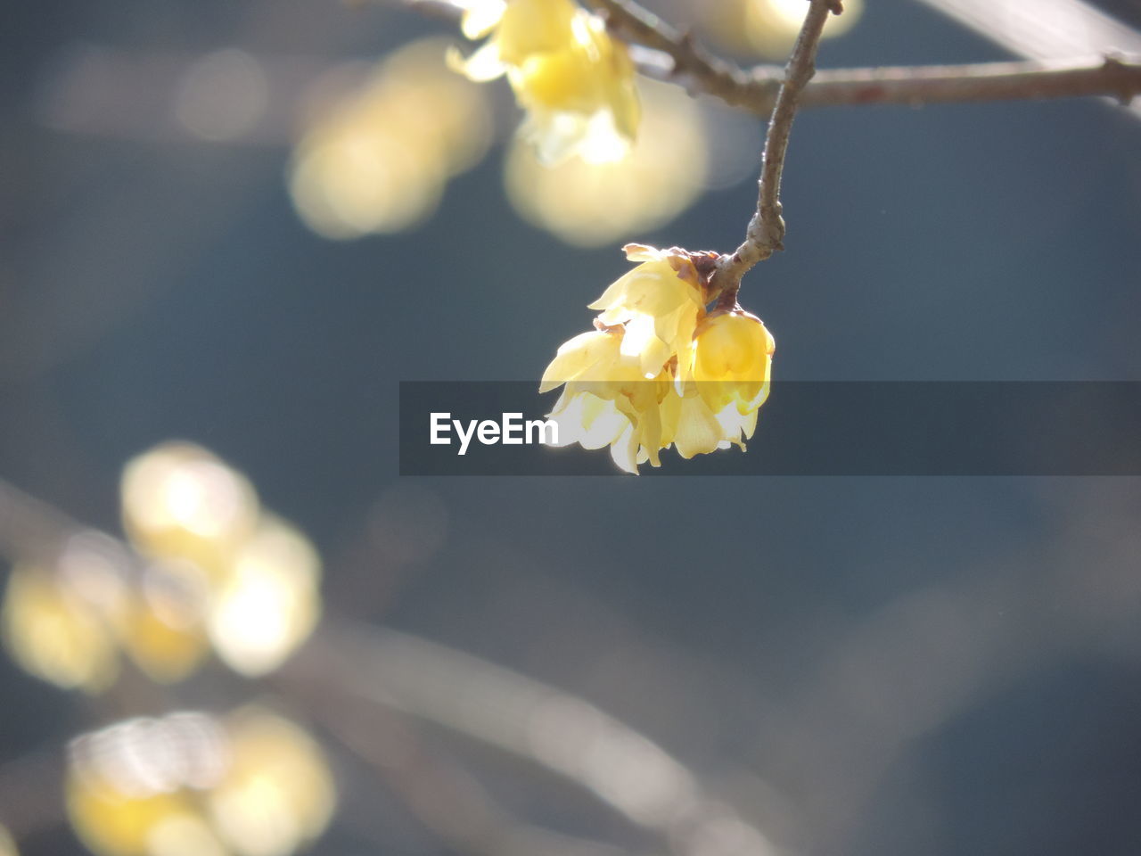 CLOSE-UP OF WHITE FLOWERS