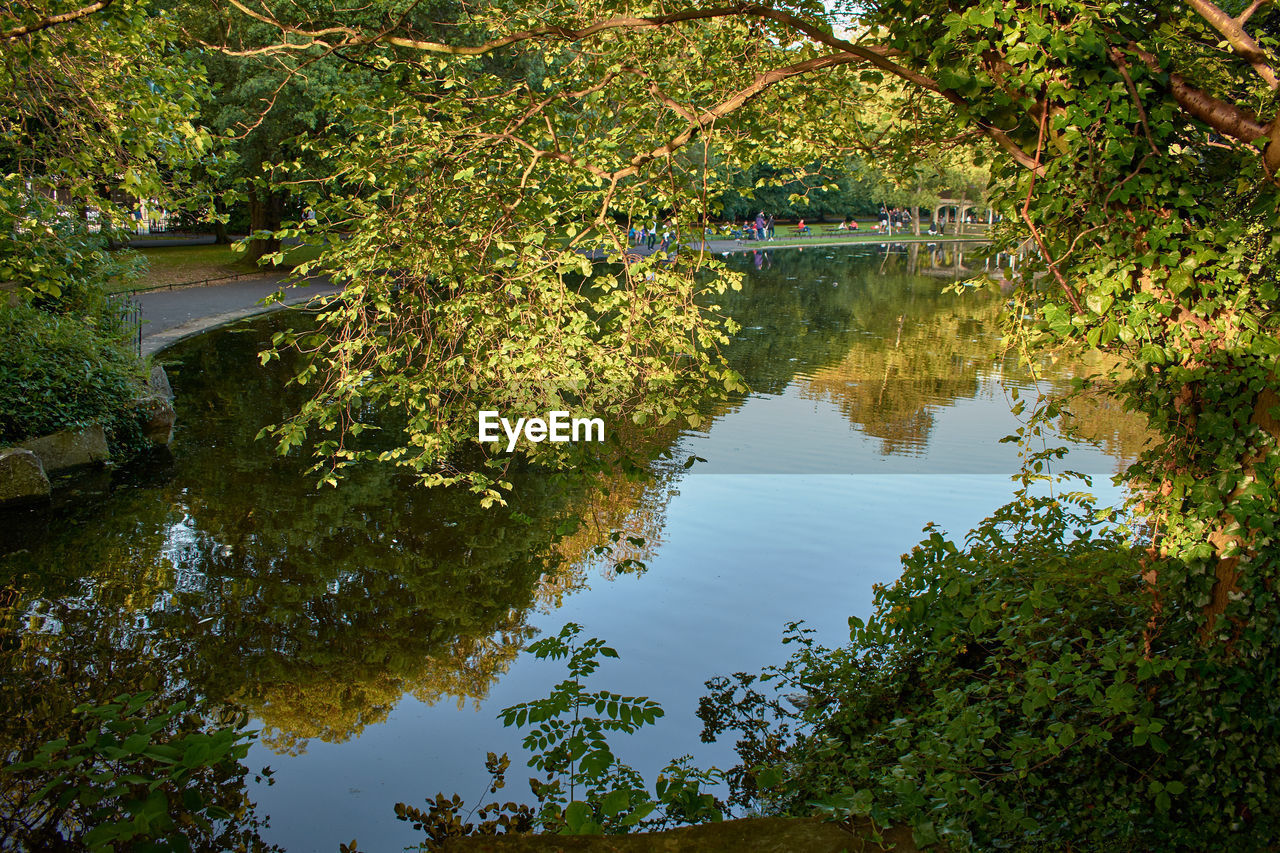 REFLECTION OF TREES ON LAKE