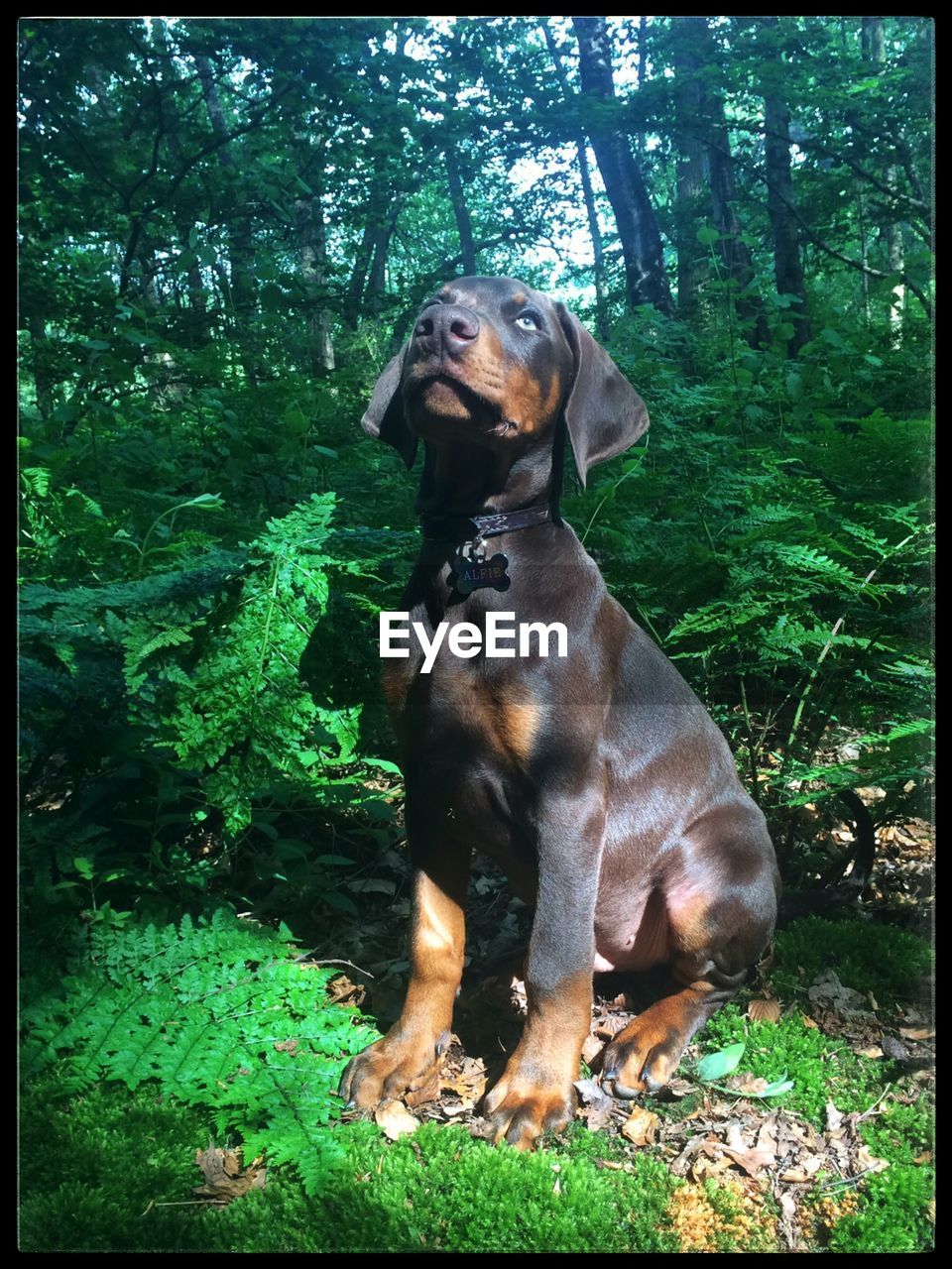 PORTRAIT OF DOG IN FOREST