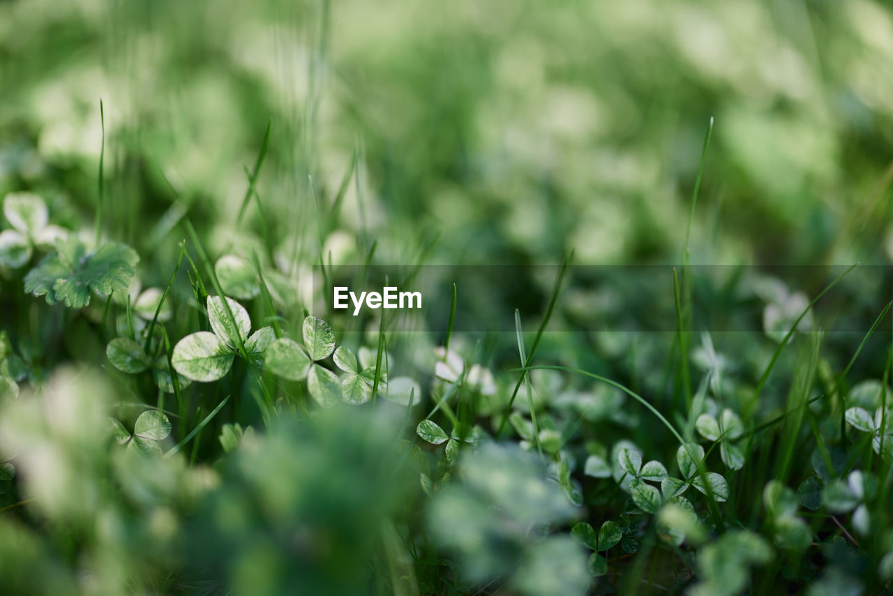 close-up of fresh green plants on field