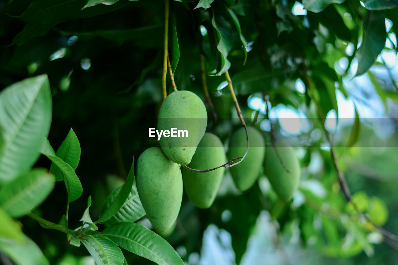 CLOSE-UP OF FRUITS ON TREE