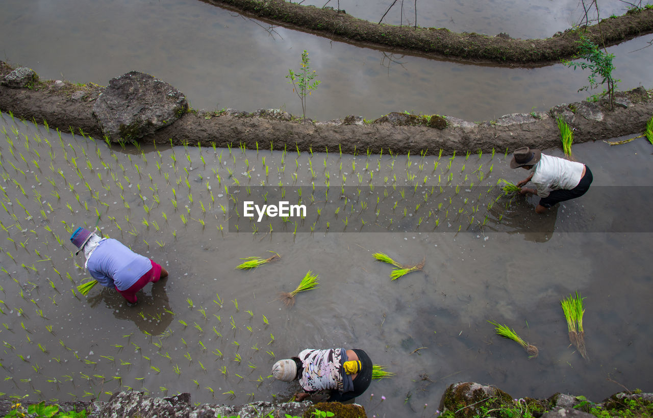 High angle view of farmers working at rice paddy