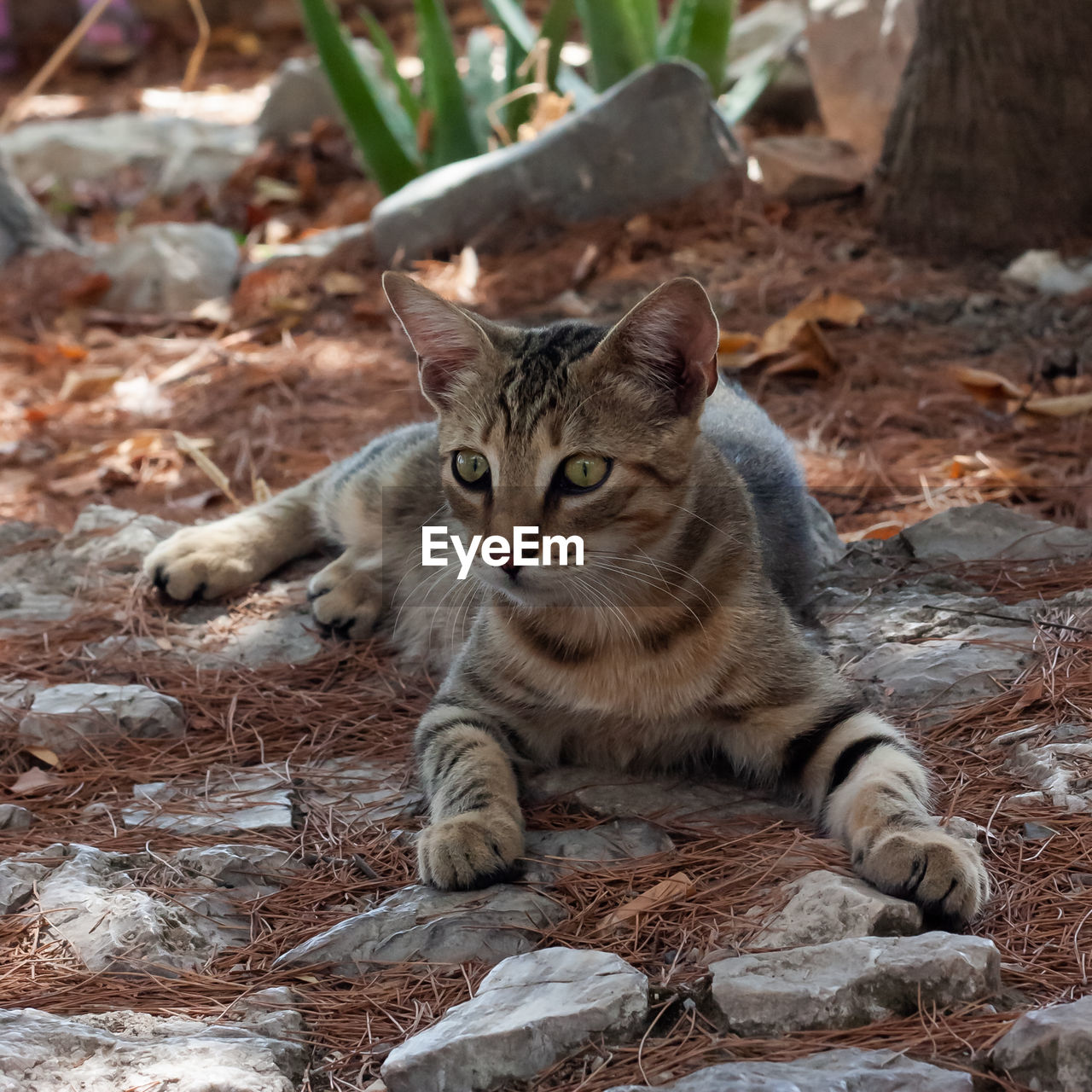European or celtic brown cat with green eyes lying on gray stones and dried pine needles.
