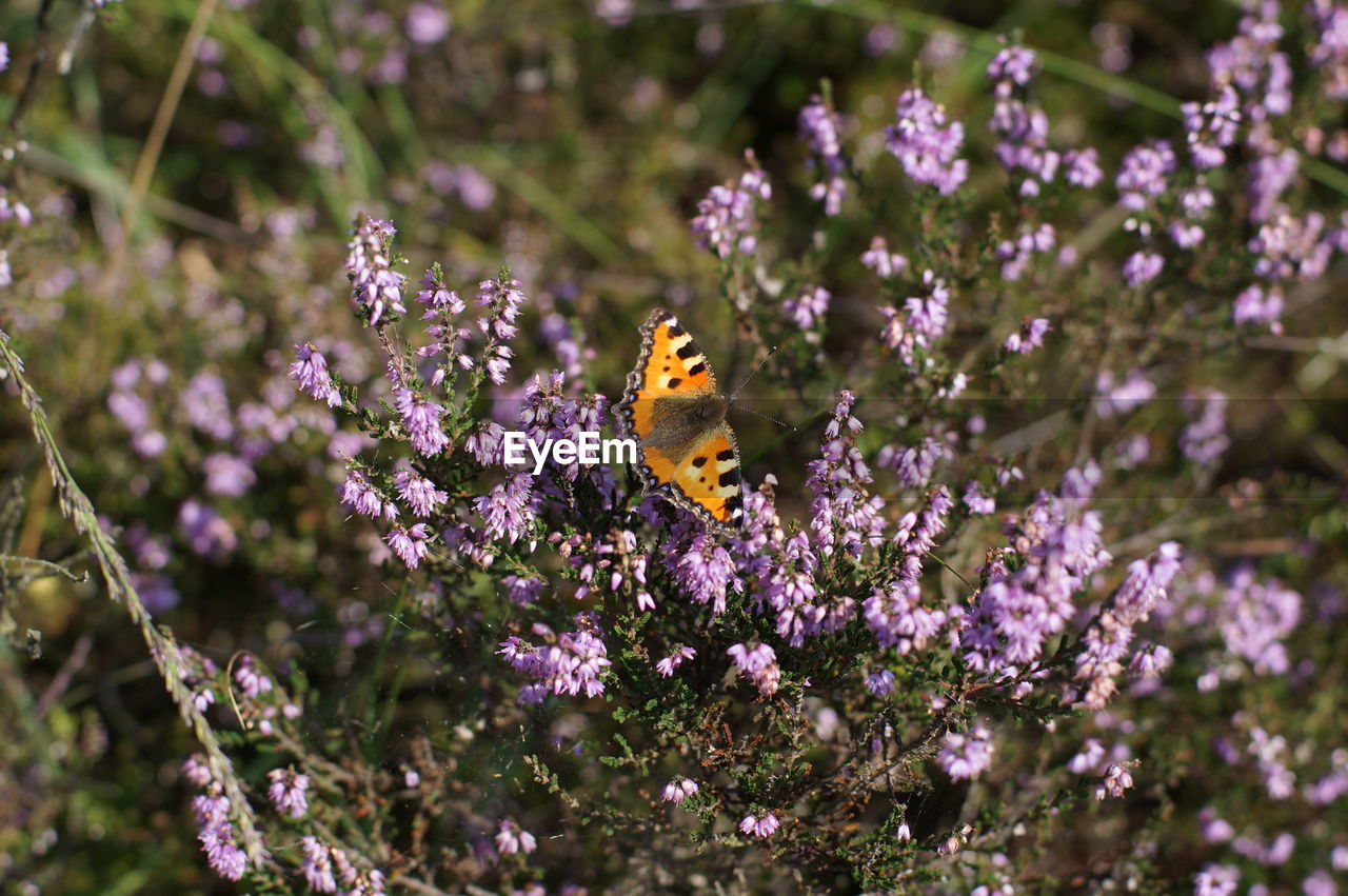 High angle view of butterfly pollinating on purple flower