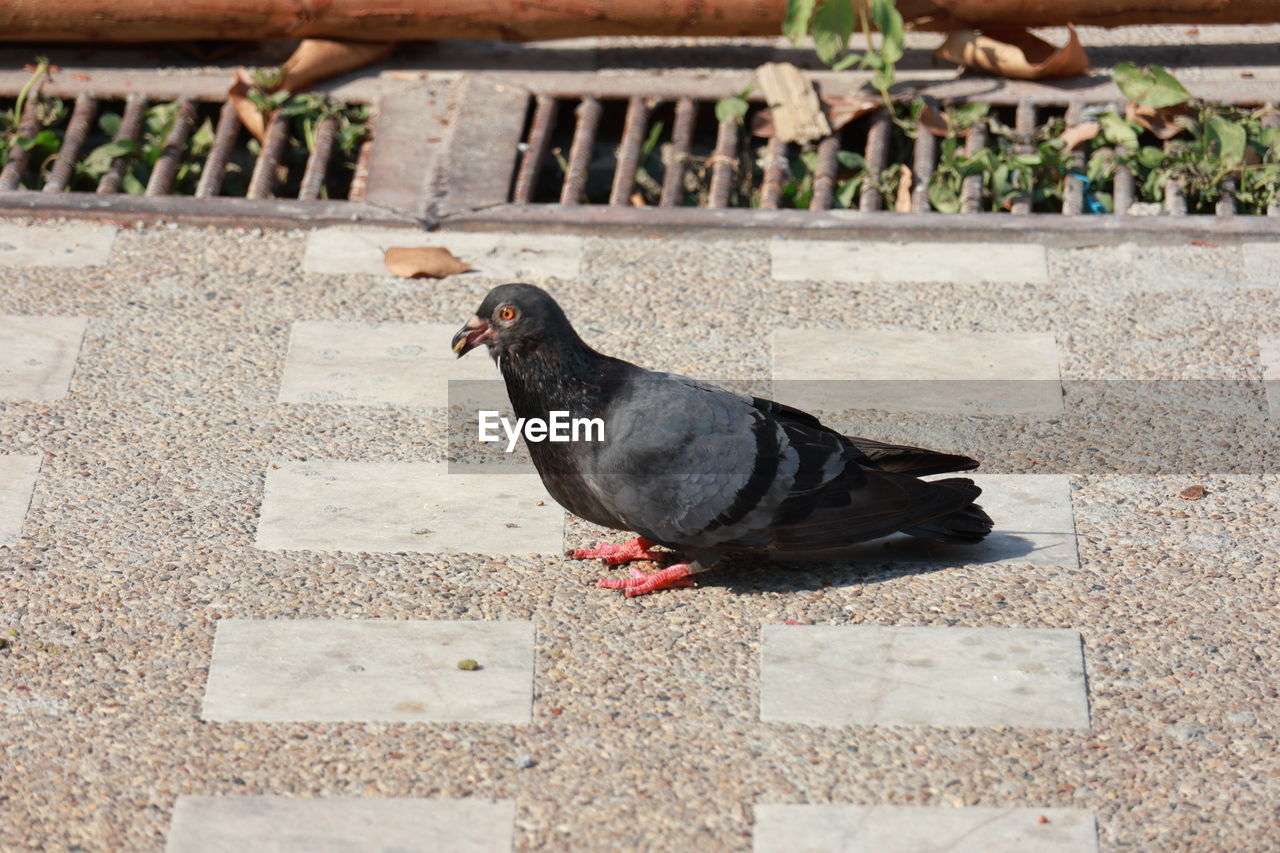 animal themes, animal, bird, one animal, pigeons and doves, day, wildlife, nature, no people, animal wildlife, pigeon, outdoors, high angle view, side view, sunlight, footpath, black, staircase, architecture, pet, perching