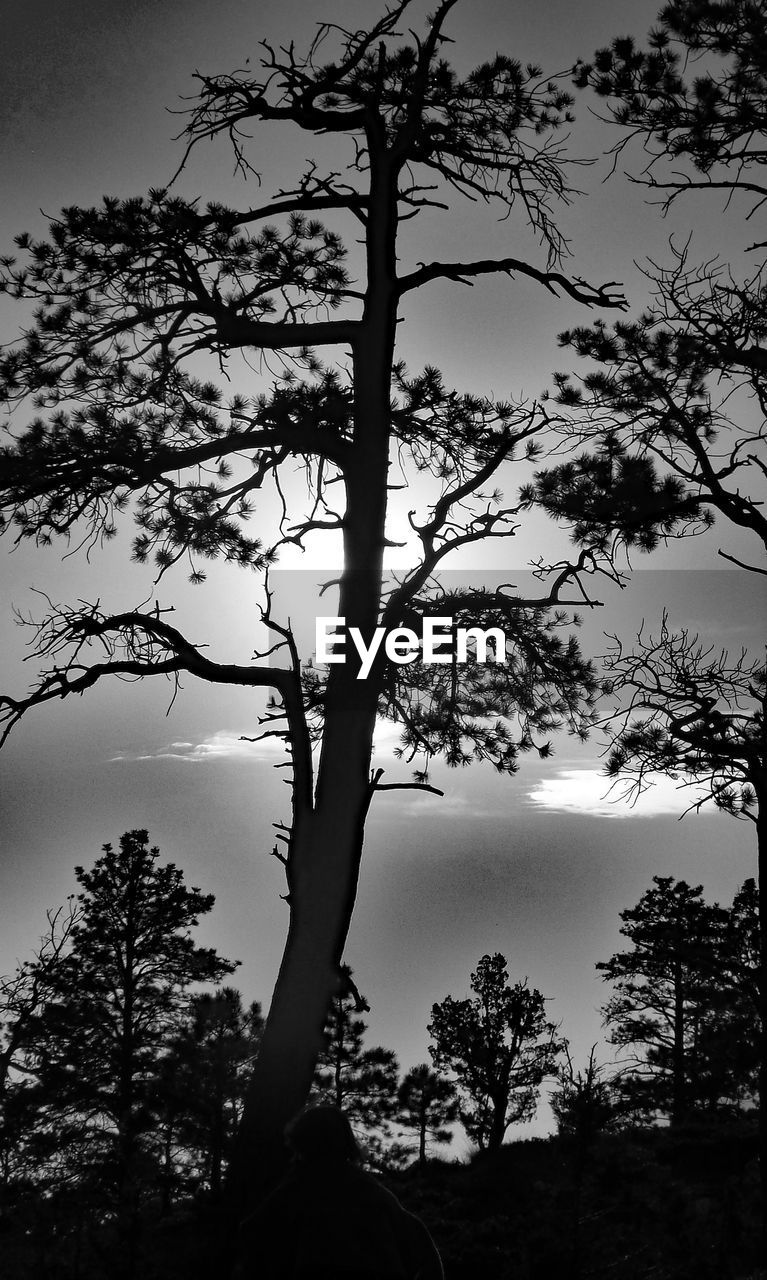 TREES GROWING ON BRANCH AGAINST SKY