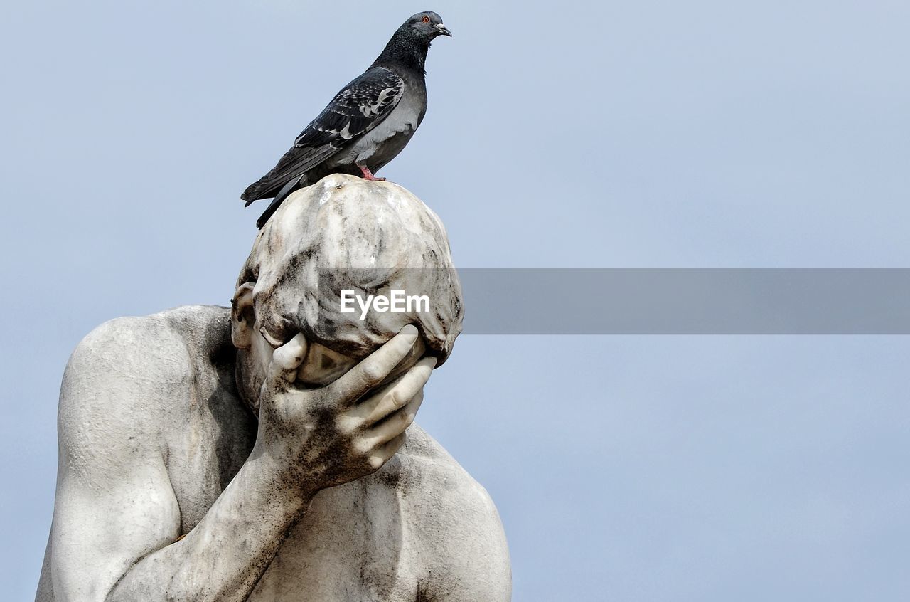 Low angle view of bird perching on statue against clear sky