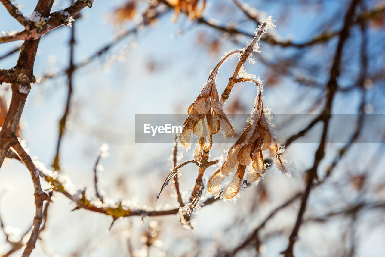 winter, spring, tree, branch, twig, plant, nature, leaf, frost, autumn, sunlight, close-up, beauty in nature, no people, freezing, focus on foreground, tranquility, outdoors, flower, day, snow, cold temperature, selective focus, sky, plant part, environment, dry, blossom, landscape, scenics - nature