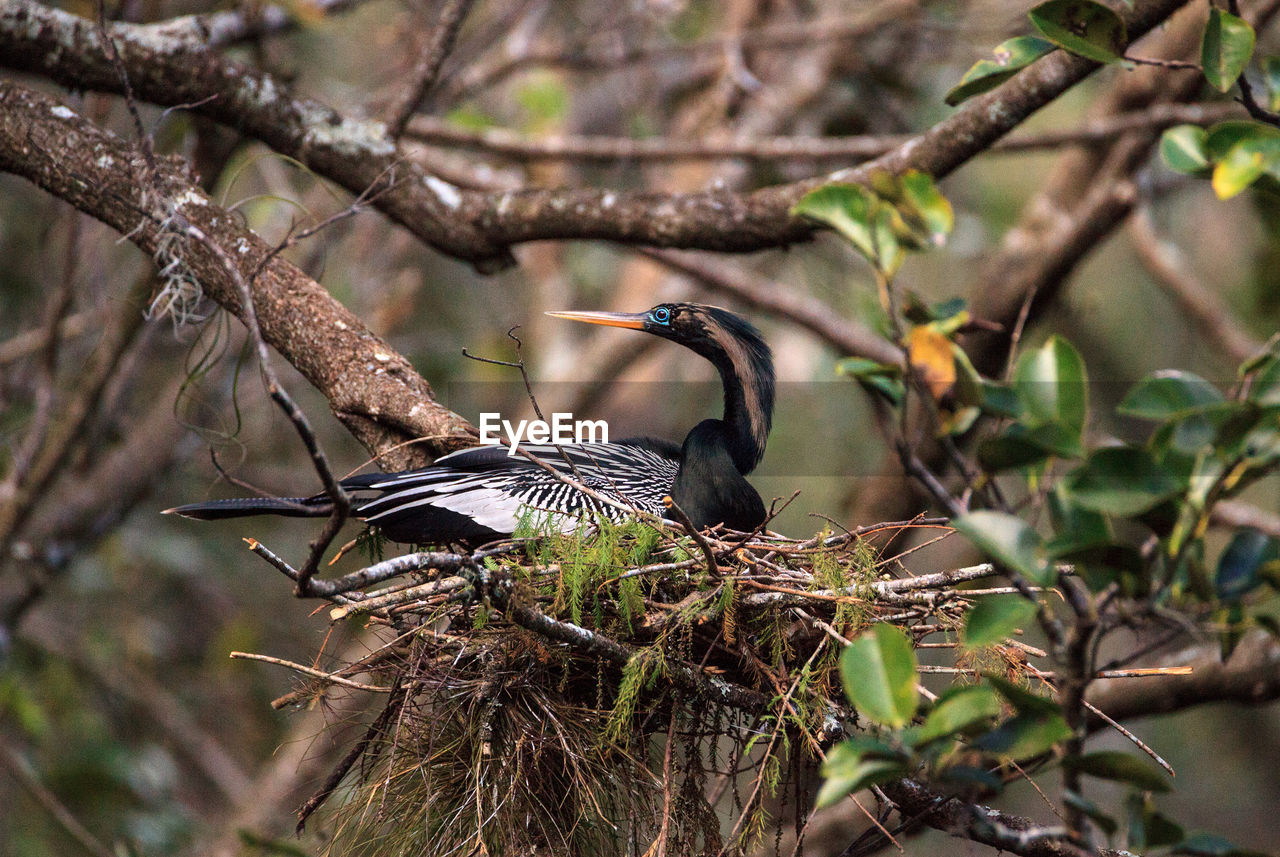 Female anhinga bird called anhinga anhinga and snakebird makes a nest as she prepares to lay eggs 