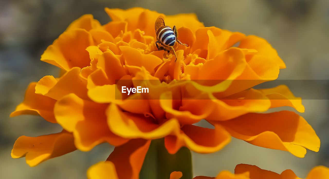 High angle view of bee on flower