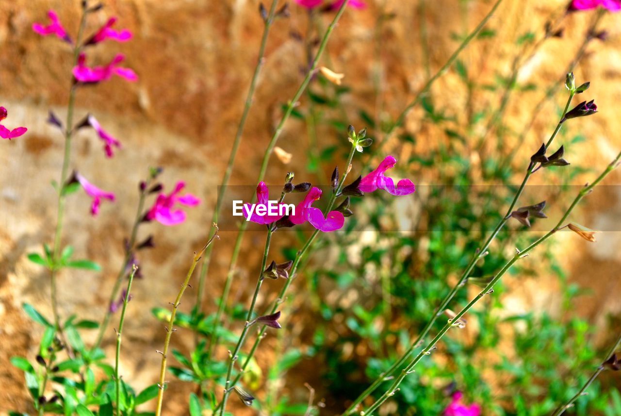 High angle view of pink flowering plants growing on field