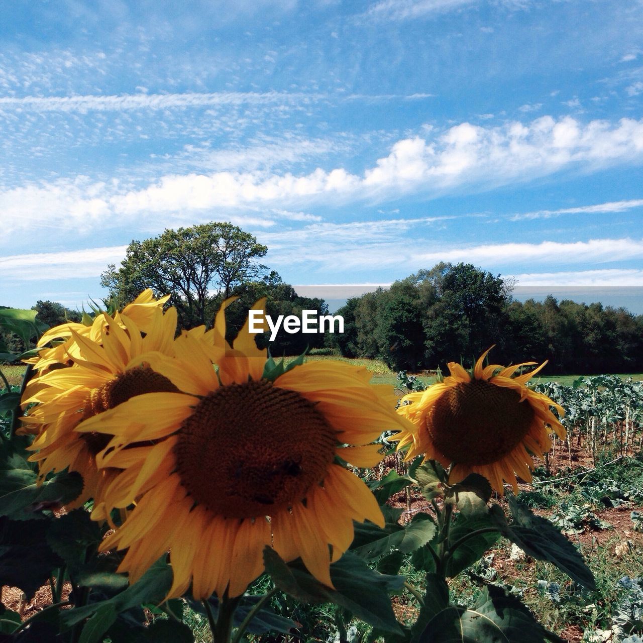 CLOSE-UP OF SUNFLOWER IN FIELD