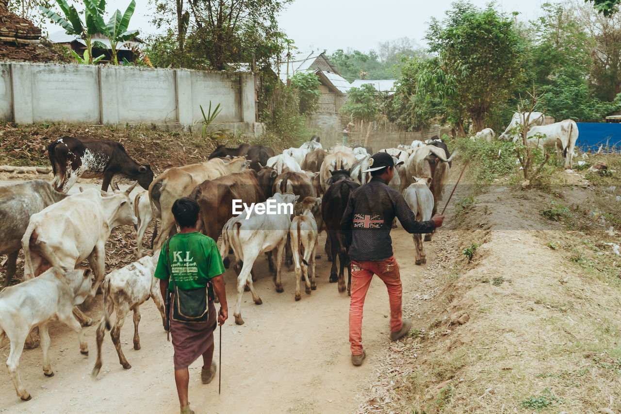 REAR VIEW OF HORSES WALKING ON ROAD