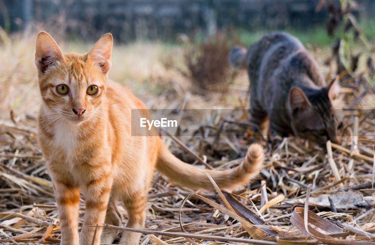 Portrait of cat standing on field