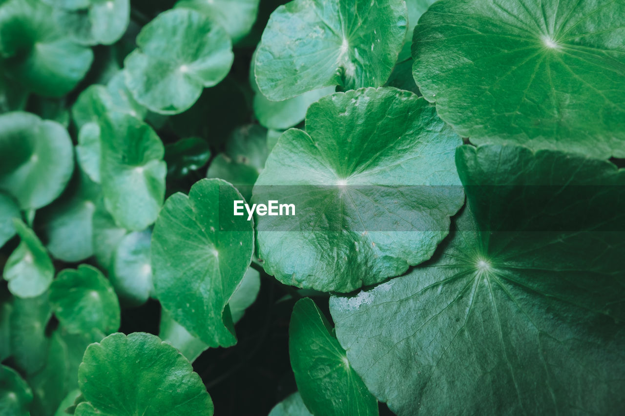 Full frame shot of fresh green leaves