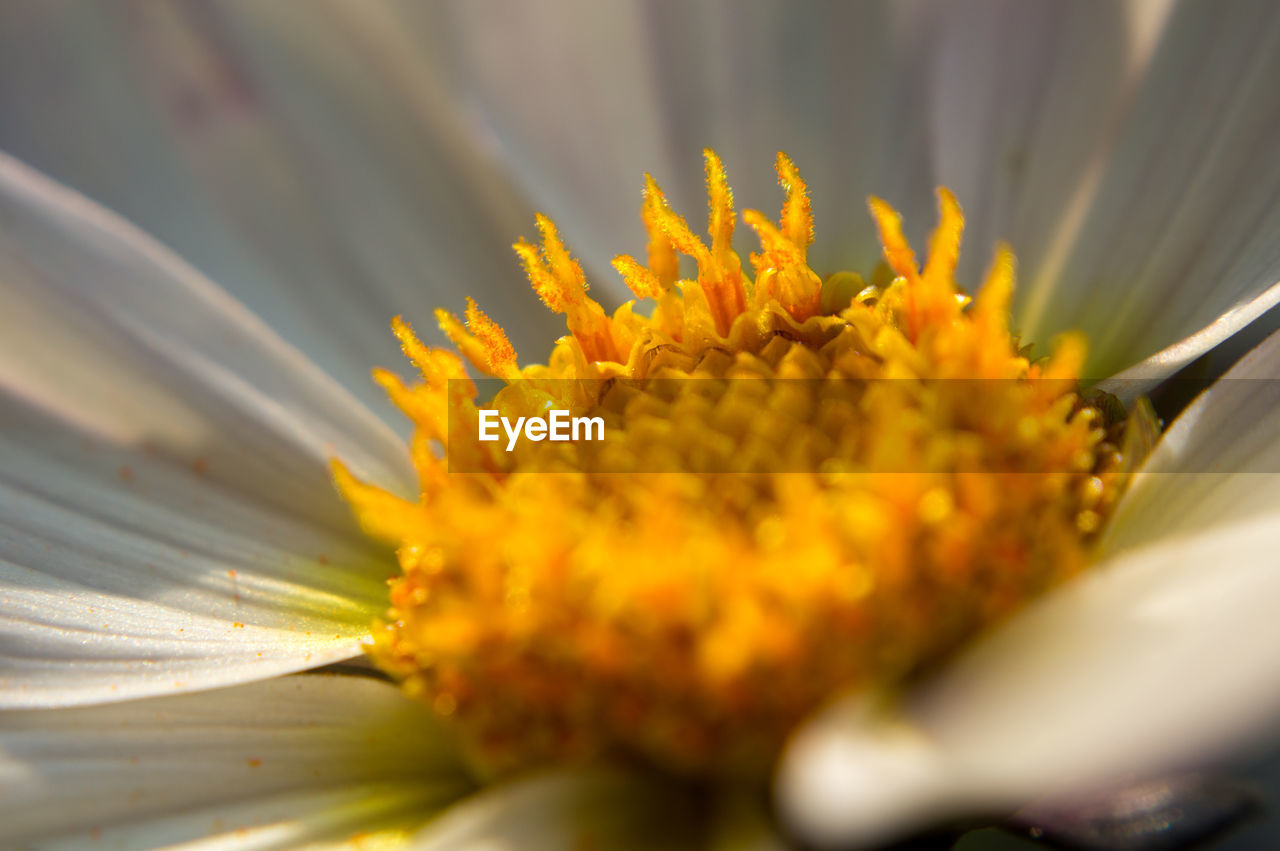 flower, flowering plant, plant, yellow, freshness, beauty in nature, close-up, fragility, nature, flower head, growth, petal, macro photography, selective focus, macro, pollen, inflorescence, no people, extreme close-up, blossom, outdoors, springtime, daisy, botany, backgrounds, stamen, summer, day, plant stem, wildflower, magnification