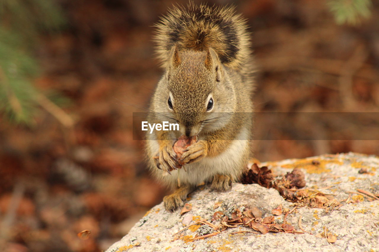 Close-up of squirrel on rock