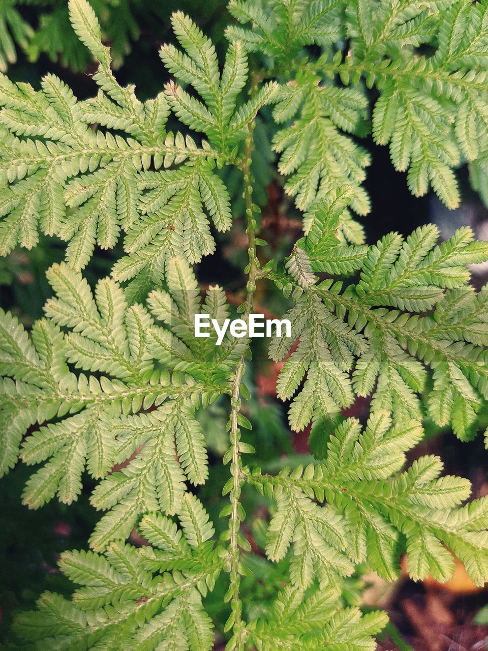 CLOSE-UP OF FRESH GREEN LEAVES ON TREE