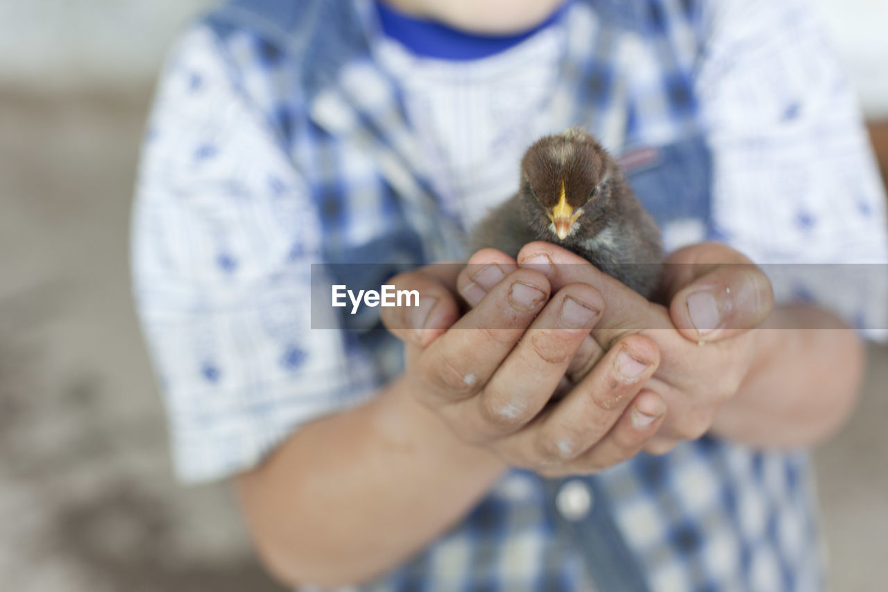 Midsection of child holding young bird