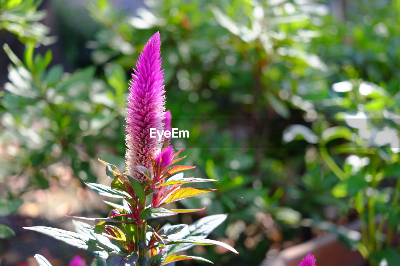 Close-up of pink flower blooming outdoors