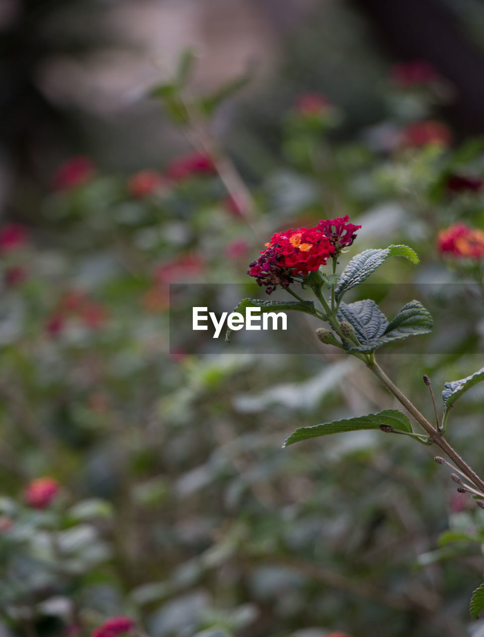 CLOSE UP OF RED FLOWERING PLANT