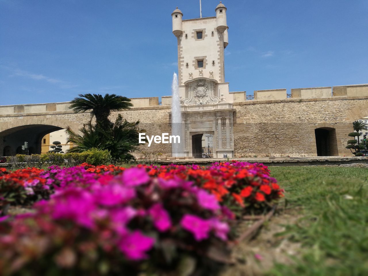 VIEW OF FLOWERS GROWING ON BUILDING