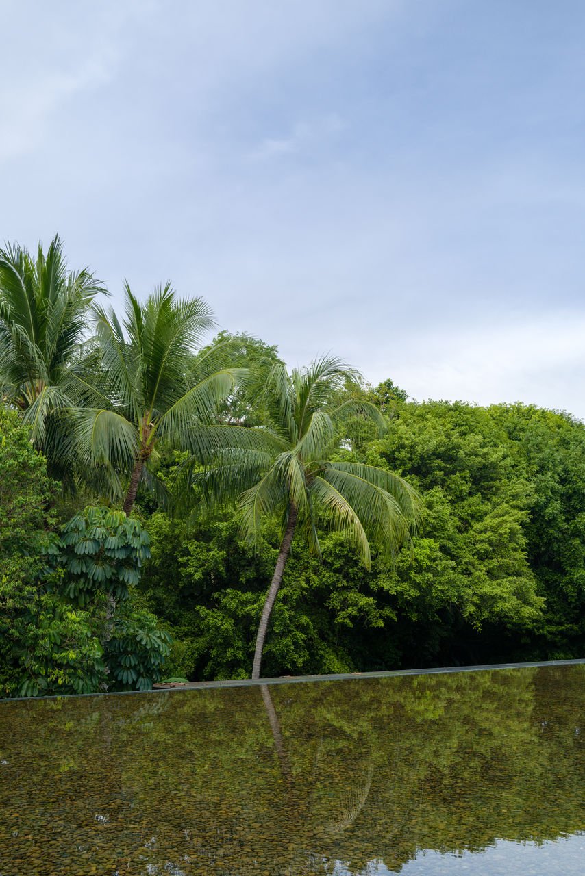 plant, tree, green, sky, nature, tropical climate, palm tree, beauty in nature, water, cloud, environment, no people, growth, vegetation, tranquility, land, scenics - nature, leaf, tropics, outdoors, grass, flower, landscape, day, tranquil scene, forest, coconut palm tree, reflection, natural environment, tropical tree, non-urban scene, jungle, travel destinations, foliage, lush foliage, idyllic