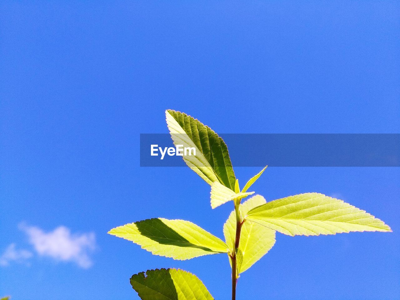 Close-up of leaves against blue sky