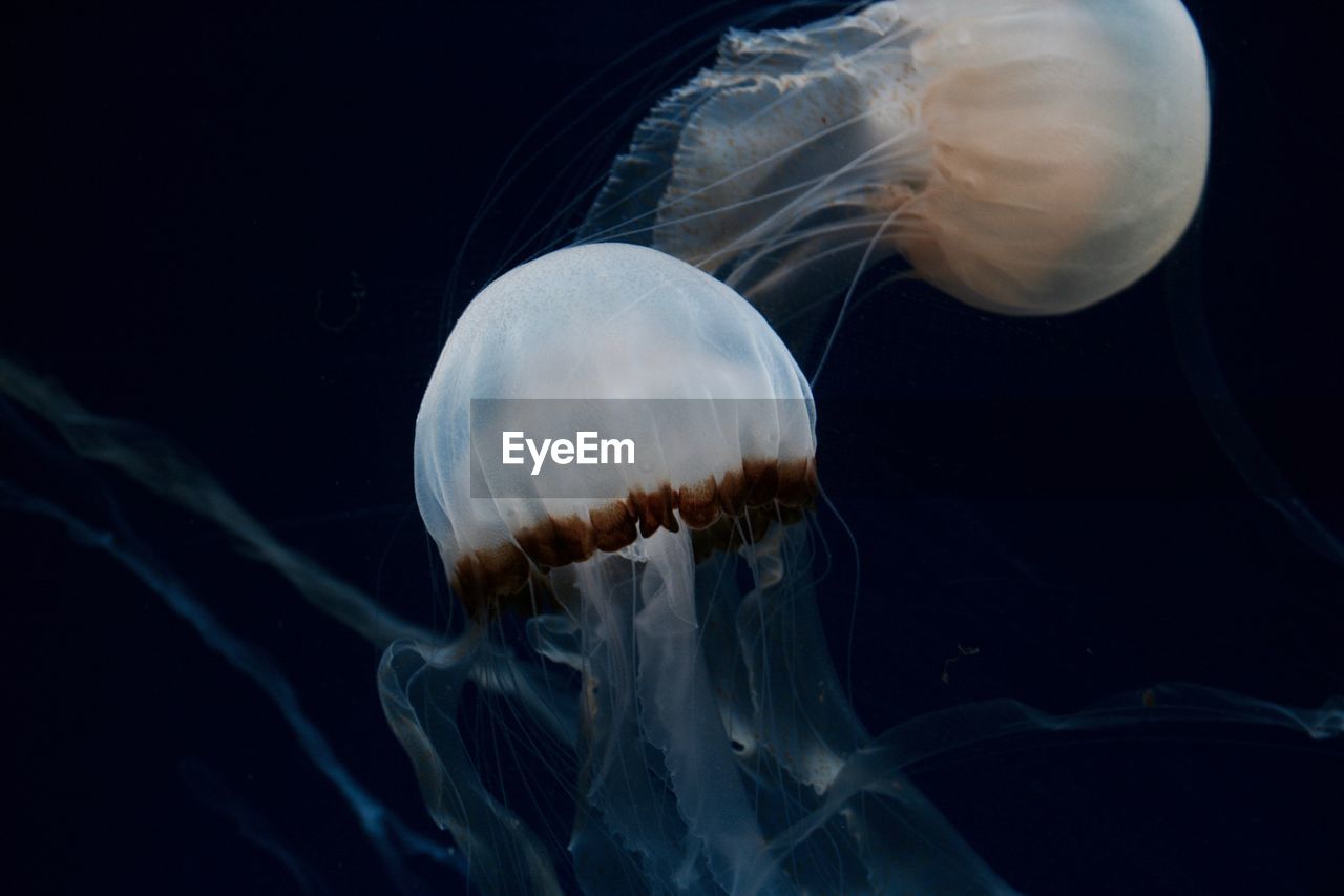 Close-up of jellyfish swimming in sea