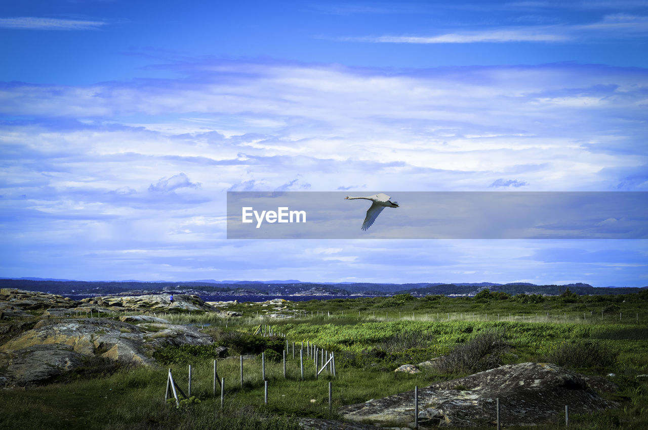 BIRD FLYING IN FIELD AGAINST SKY