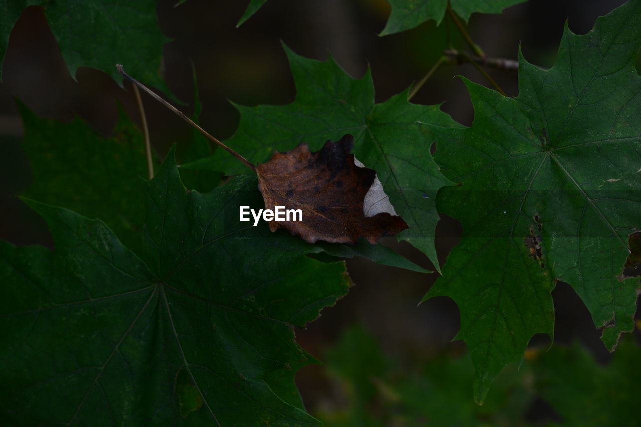 Close-up of maple leaf on leaves