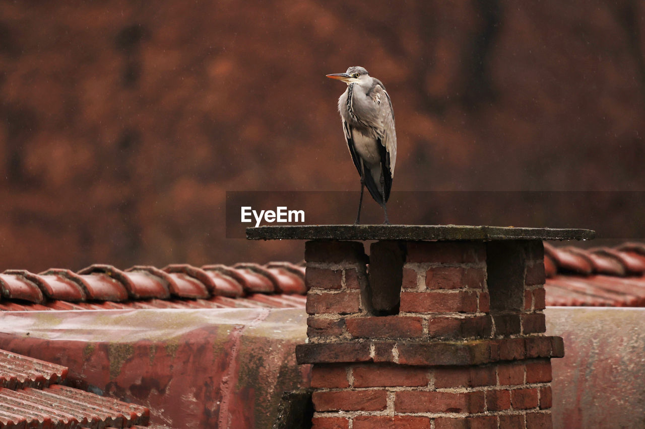 animal themes, bird, animal, animal wildlife, wildlife, one animal, perching, bird of prey, brick, no people, roof, architecture, nature, focus on foreground, wall, outdoors, roof tile, brick wall