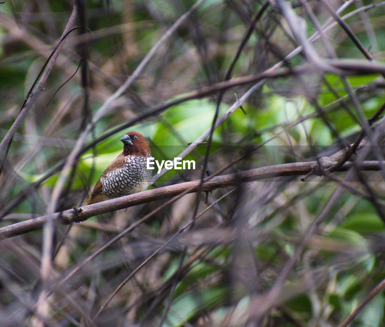 Close-up of a bird perching on branch