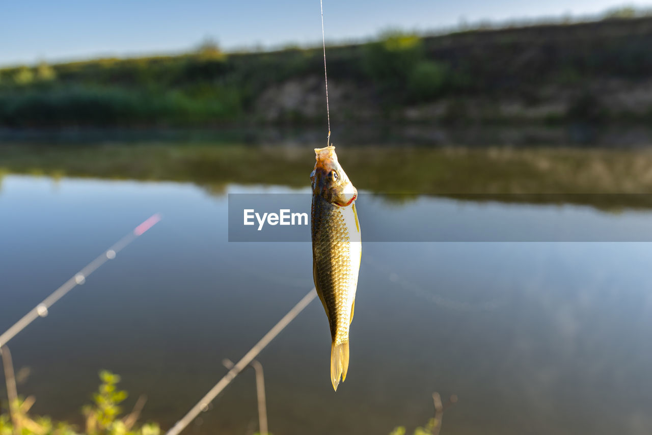 Crucian fish caught on bait by the lake, hanging on a hook on a fishing rod, sunny morning.