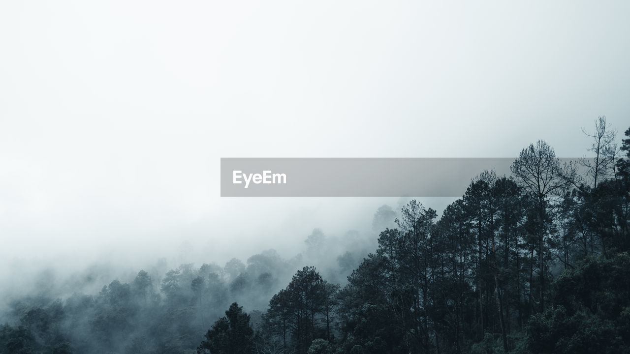 Trees in forest against sky