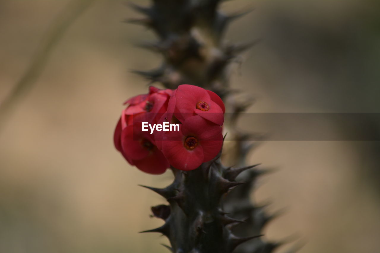 CLOSE-UP OF RED ROSE