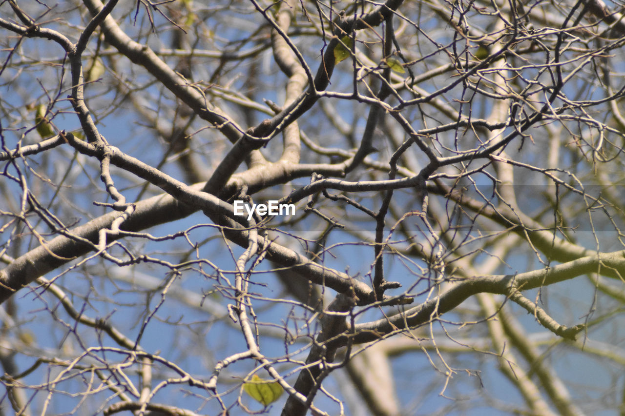 tree, branch, plant, winter, twig, nature, bare tree, spring, no people, day, leaf, beauty in nature, low angle view, outdoors, tranquility, frost, focus on foreground, flower, bird, sky, full frame, snow, animal wildlife